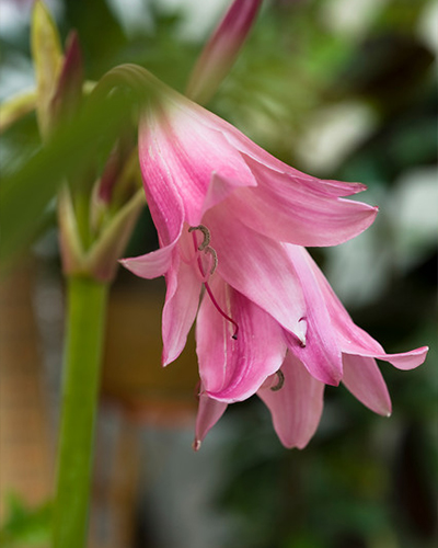 CRINUM POWELLII 10 ks